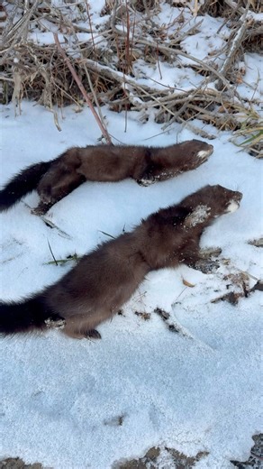 First Mink!! #naturephotography #hunting #river #winter #trapping #hunt #nature #love