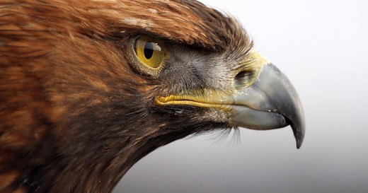 The Eagle by Alfred Lord Tennyson Line by Line Analysis