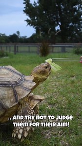 179 reactions | Our Sulcata Tortoises are loving the heat this...