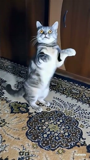 Milka #cat #memes #dance #trendingshorts #trending
