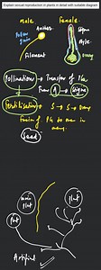 Explain sexual reproduction in plants in detail with suitable d... | Filo