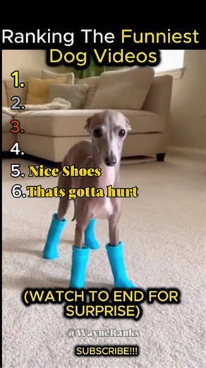Ranking Funniest Dog Moments Pt.6 #hilariousfails #funnyanimal #cat #viral #funny #explore