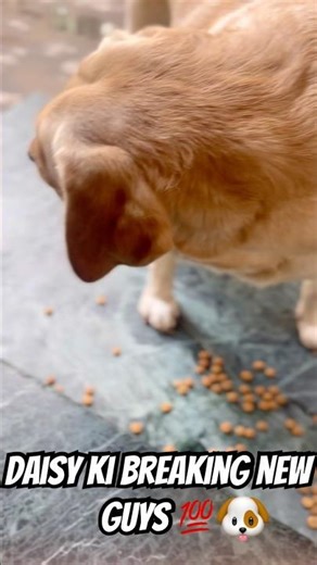 Daisy breaking news channel m guys🫡🐶😱#subscribe#share#viral#shorts#daisy#dog#lover#funny#isreal
