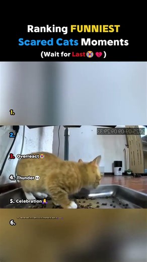 Raking Cats Being DRAMATIC💀 #funny #shorts #viral