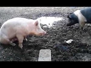 Boar trying to breed sow