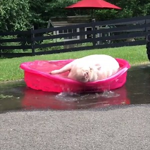 149K views · 1.3K reactions | Me at the pool this summer  Credit: Abby the Pink Piggy | Four Nine | Facebook