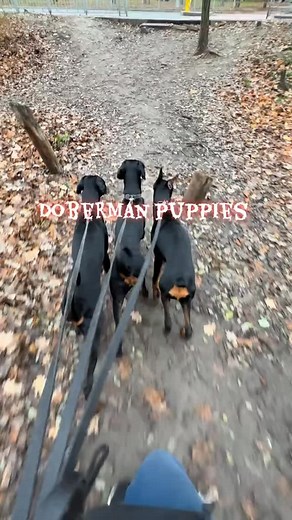 210 reactions | #doberman | Doberman kennel "From Island Korsika" | Facebook