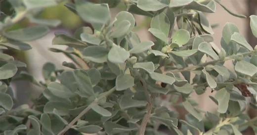 Gardening 101: Fall trees