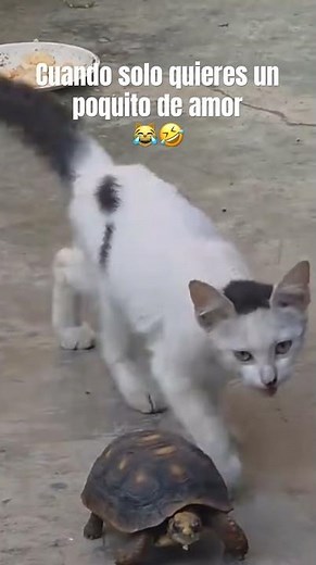 Cuando solo quieres un poquito de amor 😹🤣 #viralvideo #funny #cat #gatos