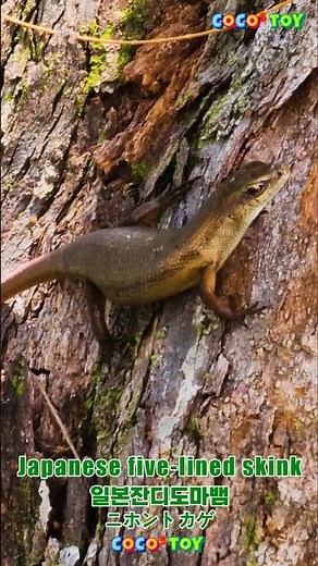 Japanese five-lined skink fancamㅣCoCosToy animal encyclopedia