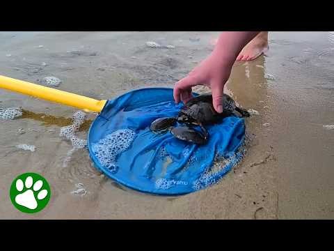 They noticed something strange on this tiny turtle...