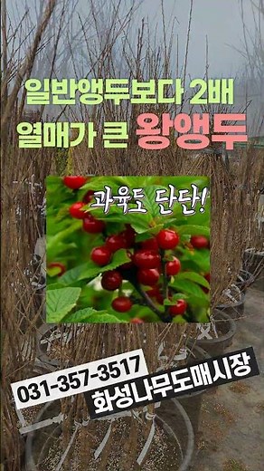 #왕앵두#앵두나무#앵두꽃#앵두묘목#백앵두#과일나무#유실수#과실수#나무묘목#나무시장