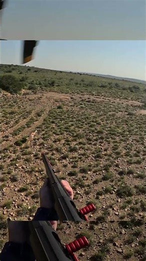 HUNTING SPRINGBOK!