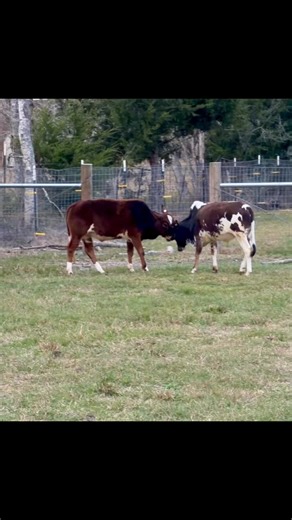 Miniature Zebu bulls may be small in size, but they are big on...