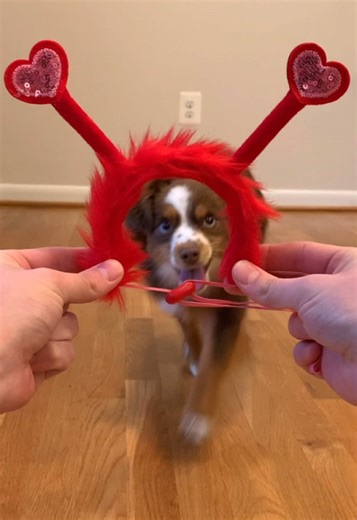 Celebrating Love with Happy Dogs
