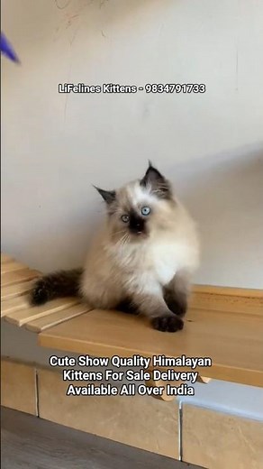 Pure Himalayan Cat Kittens Price in Bangalore #himalayancat #gurgaon #kolkata #ragdoll #pune #noida