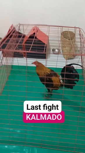 1M views · 11K reactions | Tumawag pa sa boss....araay ko,若 ..Nasa comment ulet ang sayaw...... #PersonalUpdate | Bespren Vlog | Facebook