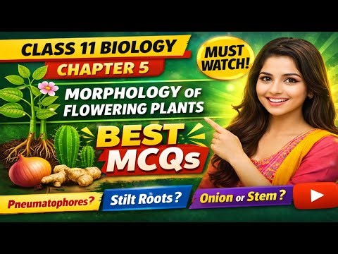 Class 11 Biology Chapter 5: Morphology of Flowering Plants MCQs | Most Important Questions