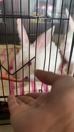 My cute two baby rabbits 🐇🐰#oreo #sunshine ❤️