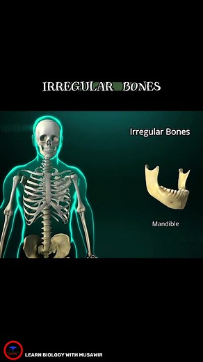 Understanding Irregular Bones - Bones Classification