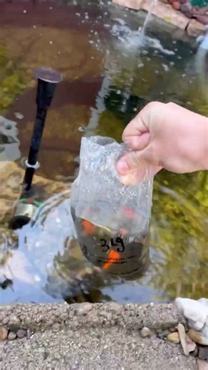 Small Backyard Pond Build