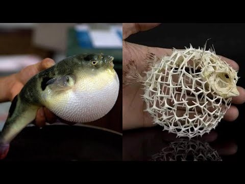 How To Eat And Cook Puffer Fish. A Deadly Delicacy.