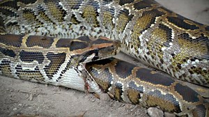 A rat thieving python challenges another python for his dinner but decides to eat him instead. #AnimalFightNight | National Geographic Animals