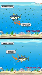 What happens if a saltwater fish is placed in freshwater? [2025] | QAQooking.wiki