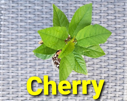 Cherry Prunus Avium Tree Seedling 6”-8” Live Organic Plant - Etsy