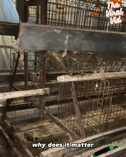 Satisfying Pipe Cleaning at a Chicken Farm – You’ve Gotta See This! | The Viral Vid