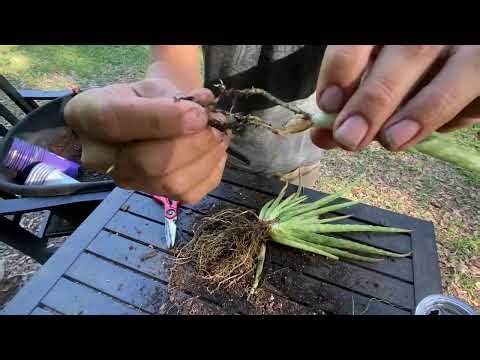 How I Transplant Aloe (From Pups to Pots) 🌱