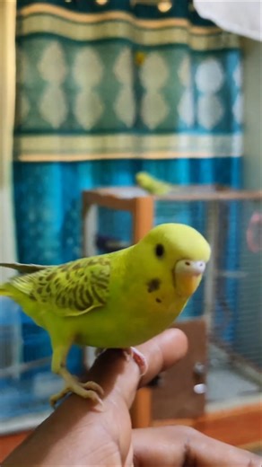 Day 7 of building my business from scratch 🐦 #pettrainingtips #birds