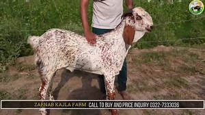 6.4K views · 242 reactions | I AM BACK - SEASON 2021 KI FIRST VIDEO - BAKRA MANDI PAKISTAN Follow on Instagram @bakramandipakistan #bakraMandiPakistan #bakraeid2021 #season2021 | Bakra Mandi Pakistan | Facebook