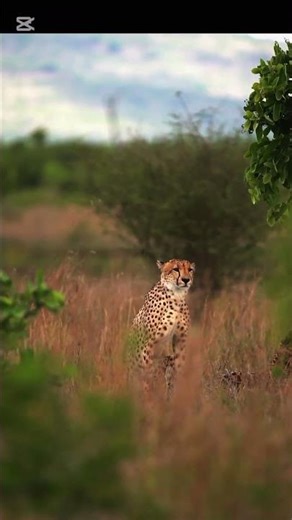 The Majestic Cheetah: Fastest Hunter in the Wild! 🐆