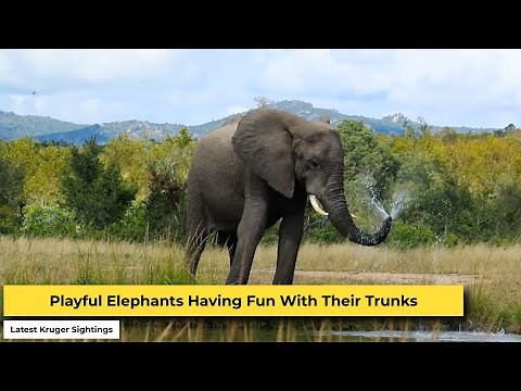 Elephants Spraying Water With Their Trunks | Kruger Park Sightings