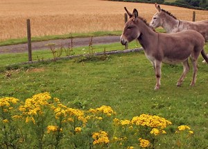 🌼 With spring just around the corner, it's really important to be aware of the dangers of ragwort. This yellow flowering plant may look harmless enough, but it can pose a very real threat to the lives of equines ➡️ www.thedonkeysanctuary.org.uk/ragwort | The Donkey Sanctuary