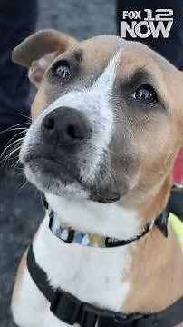 Oregon Dog Rescue has a unique program that lets you take an adoptable dog on a walk.