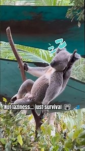 Why Koalas Sleep So Much 🐨💤 The Real Reason!