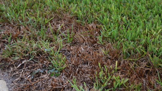 Got brown spots in your yard? The southern chinch bug could be to blame. How to spot them.