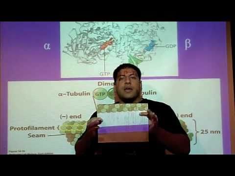 Making of a Microtubule