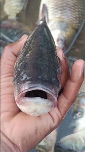 #anime 😱☠️ #fish #lifeisbutadreamlifeisbutadream #anime 😱☠️ #fish #lifeisbutadream