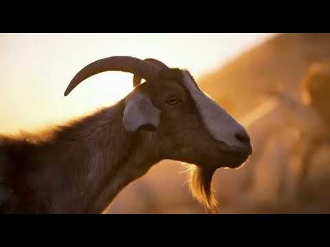 What if the solution to deadly wildfires… had four legs?