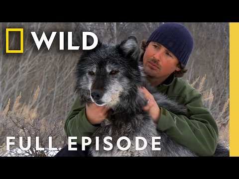 Inside the Wolf Pack (Full Episode) | America the Wild | Nat Geo Animals
