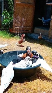 959K views · 14K reactions | Ai! Bamboo-copter! Even Doraemon would be jealous of this relaxing fountain. #pigeonbreed #pigeon #pigeonphotography #PIGEONBATH | Jundy Saliendra | Facebook