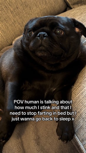 Funny Pug Farts: Human's Comical POV on Dog Stinks