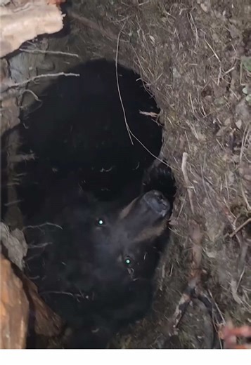 When you peek in a hole and see this… #bear #blackbear #bearattack #predator