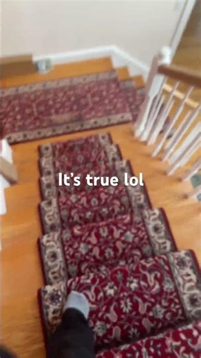 #funny #crazily #wyd #cat