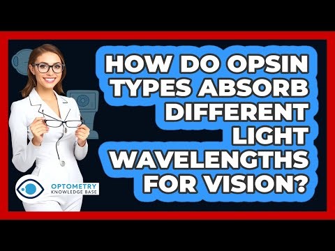 How Do Opsin Types Absorb Different Light Wavelengths For Vision? - Optometry Knowledge Base