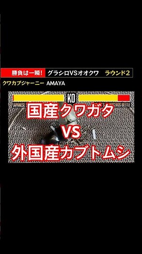 瞬き厳禁！！クワガタVSカブトムシ勝つのはどっち！？