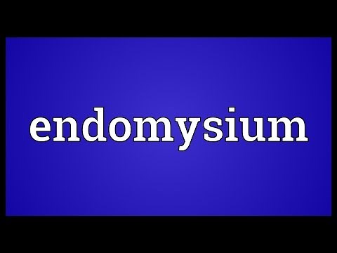 Endomysium Meaning